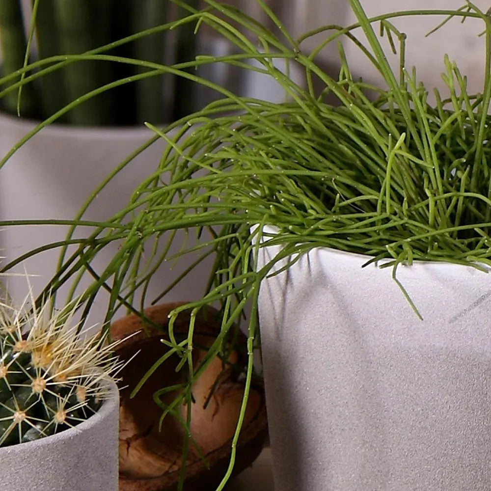Leon Cement Planter 28cm Dia