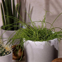 Leon Cement Planter 28cm Dia