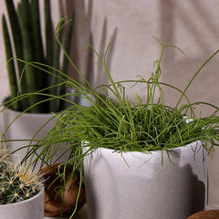 Leon Cement Planter 32cm Dia