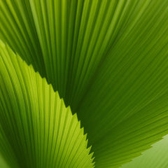 Licuala Grandis Fan Palm House Plant