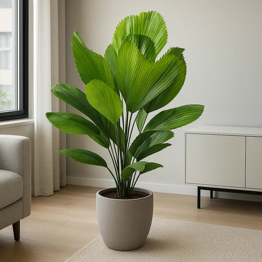 Licuala Grandis Fan Palm House Plant