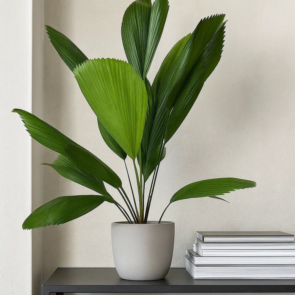 Licuala Grandis Fan Palm House Plant