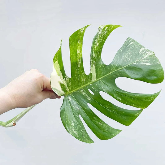 Lightly Variegated Monstera Albo Cutting