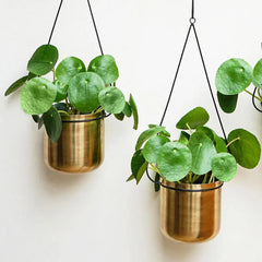 Linear Black and Gold Hanging Planters 81cm
