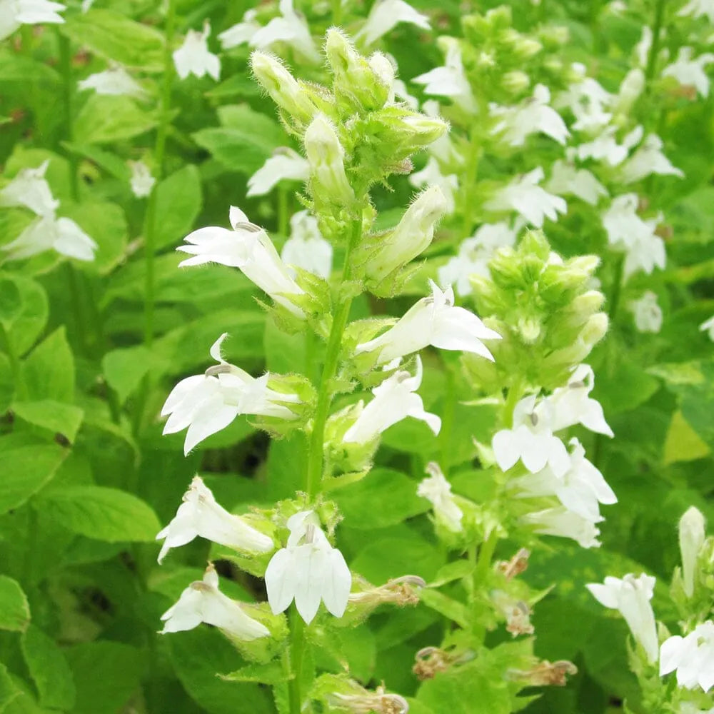 Lobelia Siphilitica Alba Aquatic Pond Plant - Great Blue Lobelia