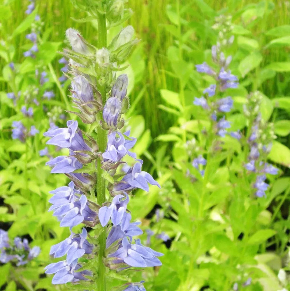 Lobelia Siphilitica Aquatic Pond Plant - Great Blue Lobelia