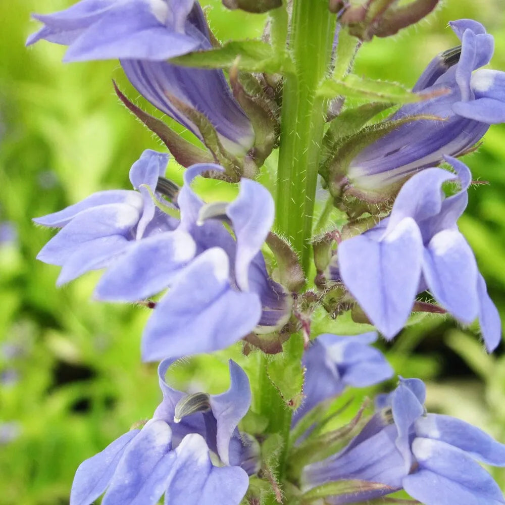 Lobelia Siphilitica Aquatic Pond Plant - Great Blue Lobelia
