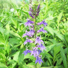 Lobelia Siphilitica Aquatic Pond Plant - Great Blue Lobelia