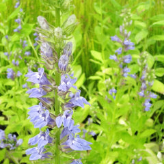 Lobelia Siphilitica Aquatic Pond Plant - Great Blue Lobelia