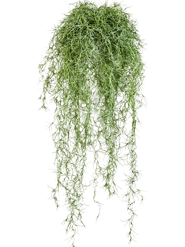 Long hair Artificial Plant Premium Faux 80cm Height