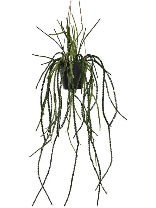 Lycopodiaceae Hanging Artificial Plant Premium Faux 85cm Height