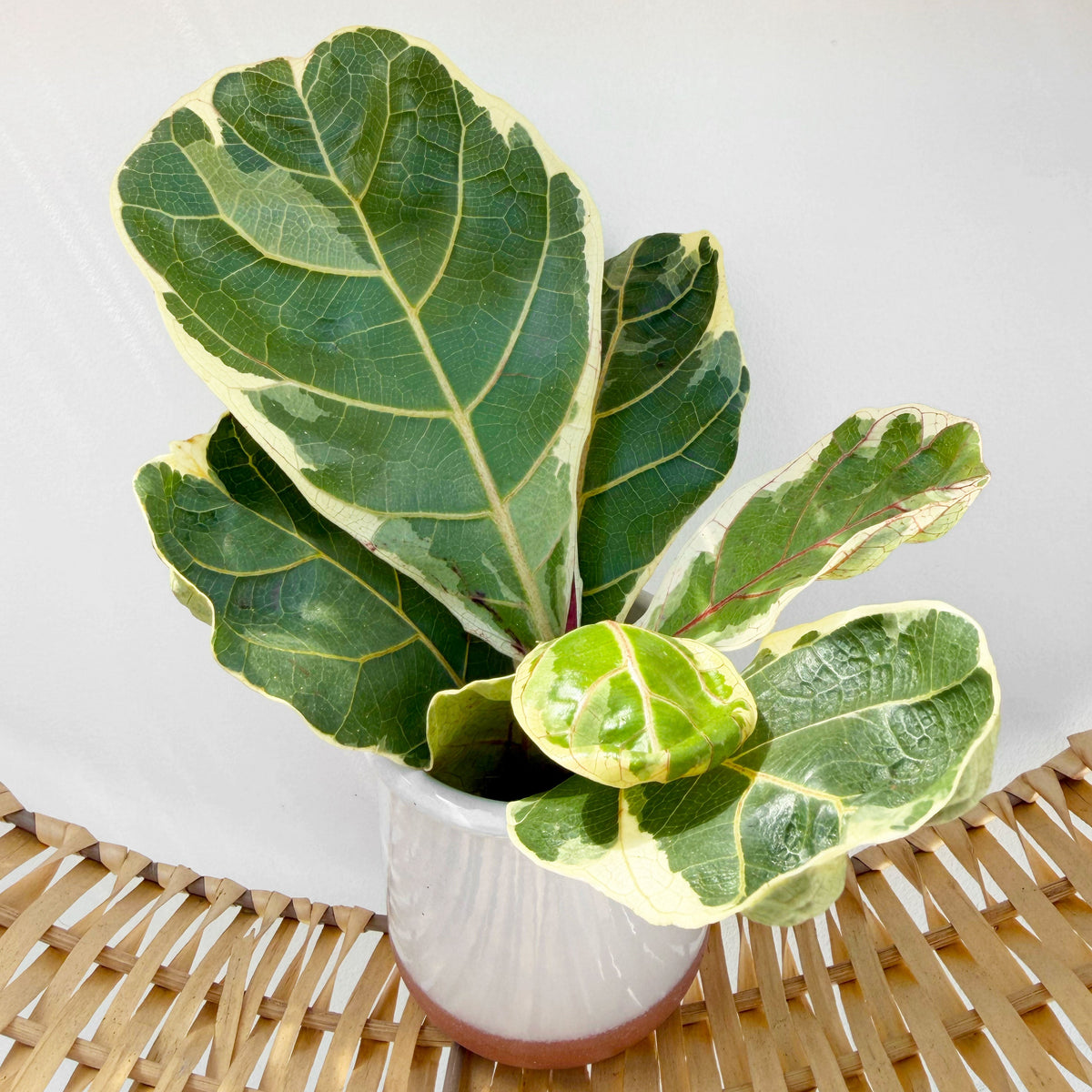 Variegated Ficus Lyrata House Plant 6cm Net