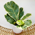 Variegated Ficus Lyrata House Plant 6cm Net