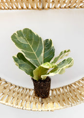 Variegated Ficus Lyrata House Plant 6cm Net