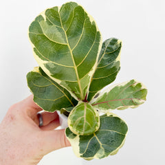 Variegated Ficus Lyrata House Plant 6cm Net