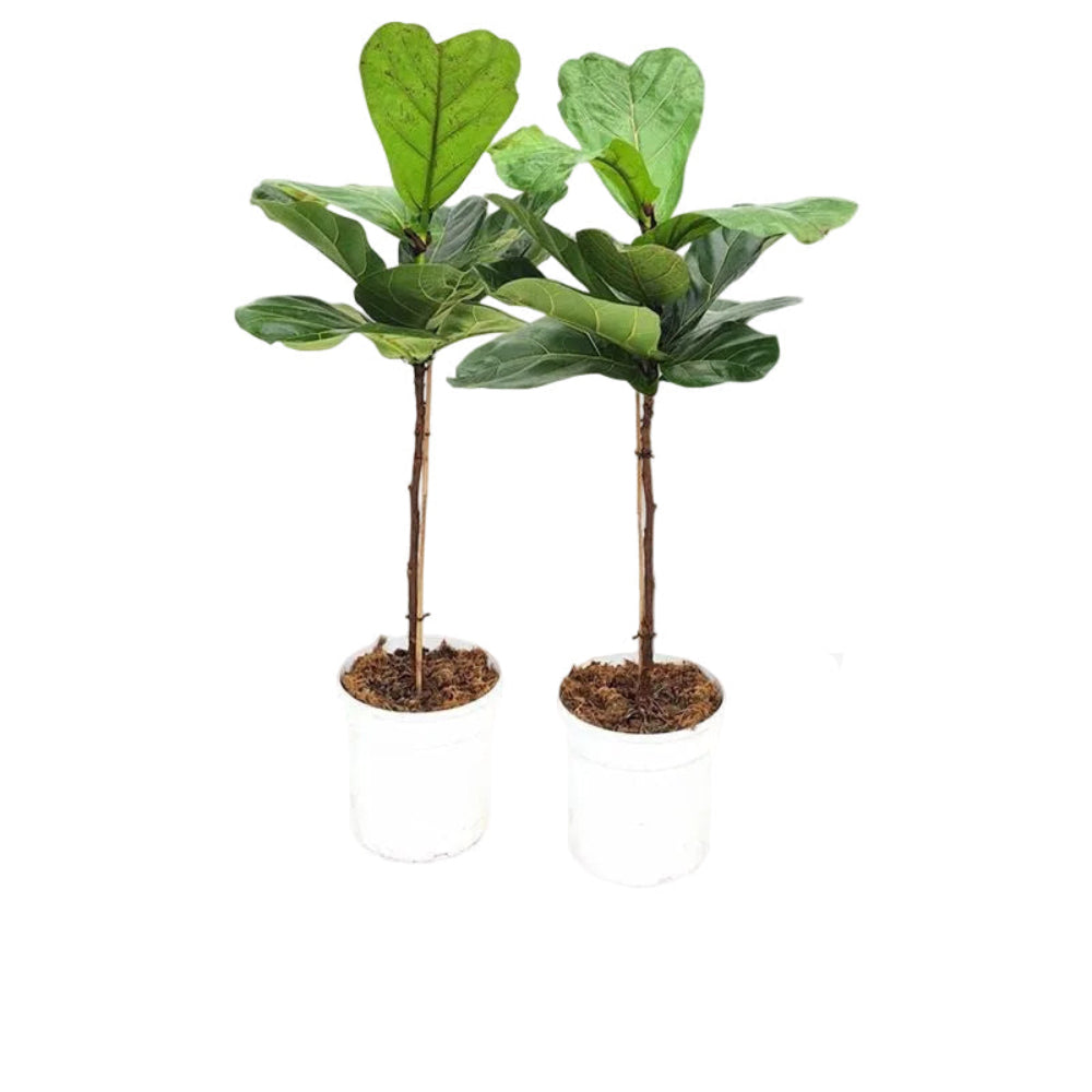 100 - 130cm  Twin Pack Ficus Lyrata Standard Fiddle Leaf Fig 21cm Pot House Plant