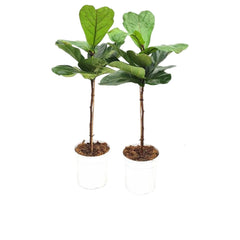 100 - 130cm  Twin Pack Ficus Lyrata Standard Fiddle Leaf Fig 21cm Pot House Plant
