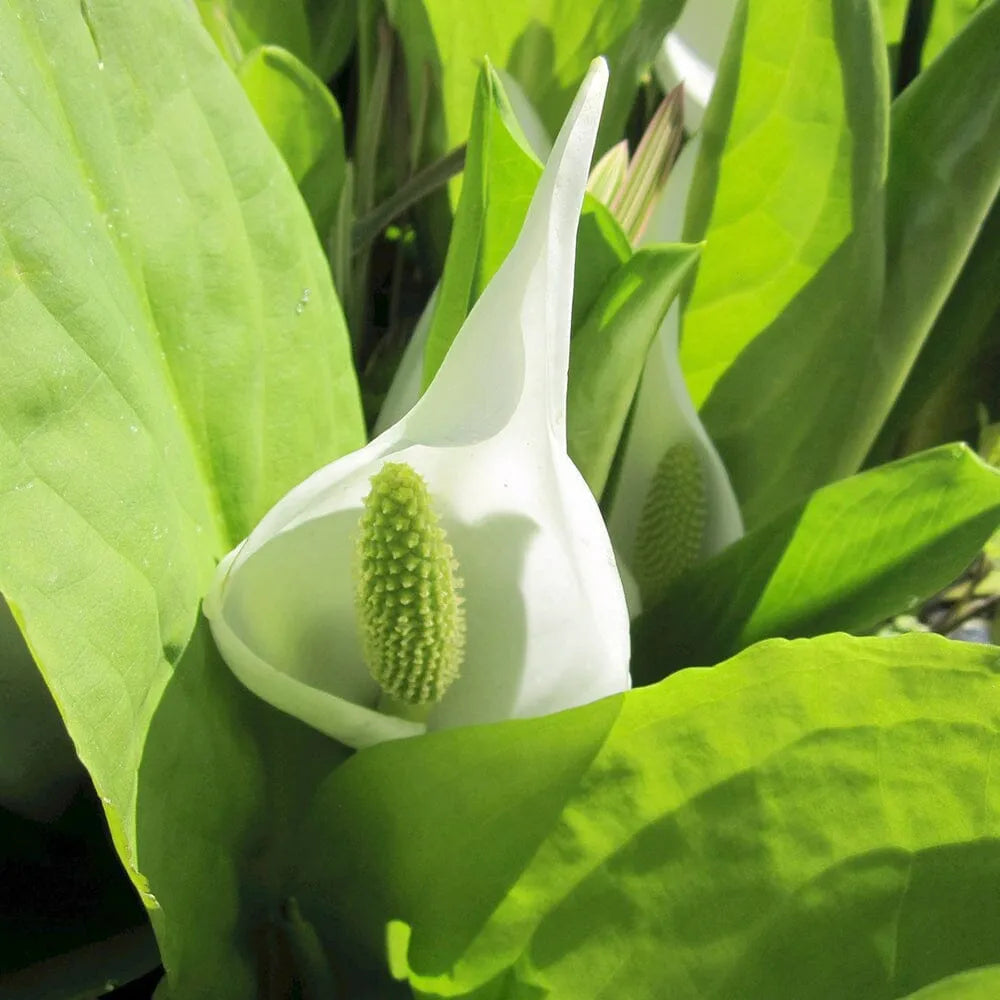 Lysichiton Camtschatcensis Aquatic Pond Plant - White Skunk Cabbage