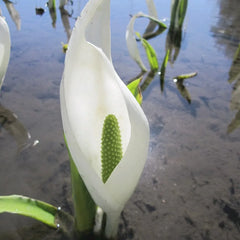 Lysichiton Camtschatcensis Aquatic Pond Plant - White Skunk Cabbage