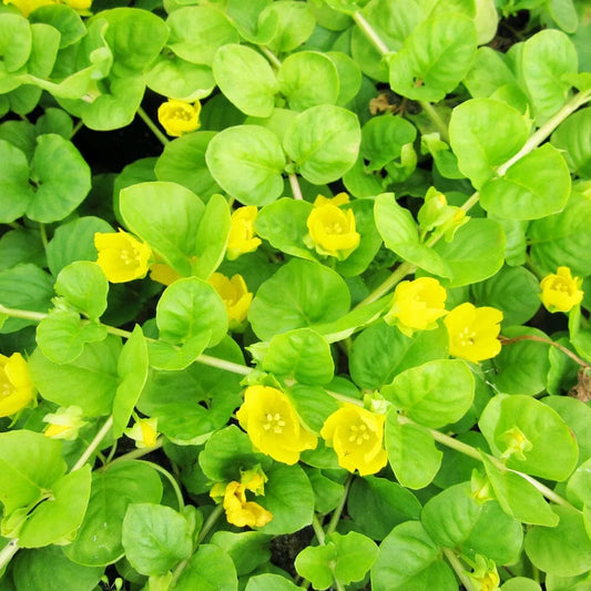 Lysimachia Nummularia Aquatic Pond Plant - Creeping Jenny