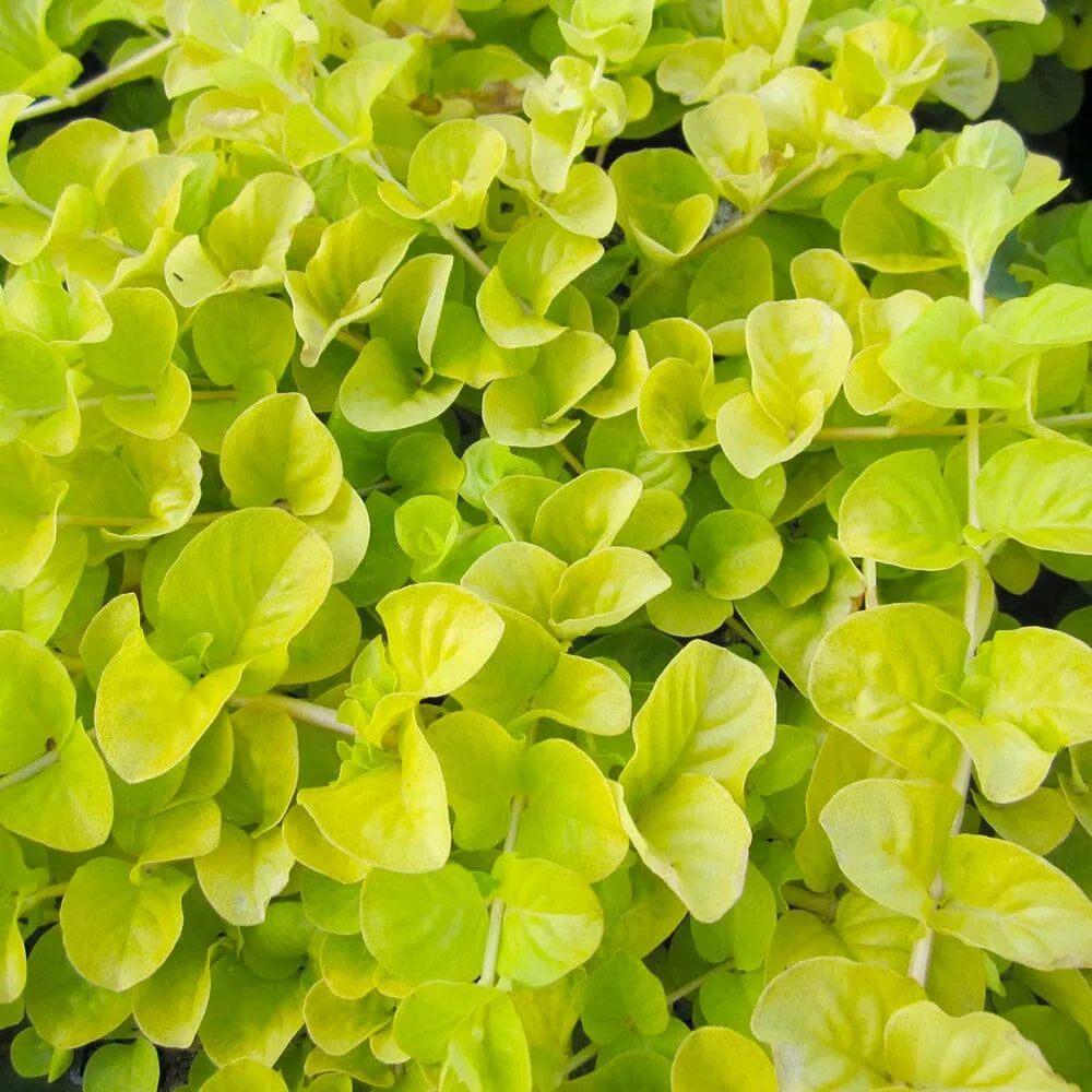 Lysimachia Nummularia Aurea Aquatic Pond Plant - Golden Creeping Jenny