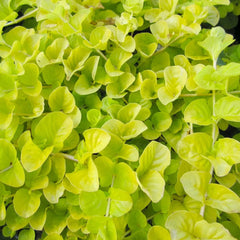 Lysimachia Nummularia Aurea Aquatic Pond Plant - Golden Creeping Jenny