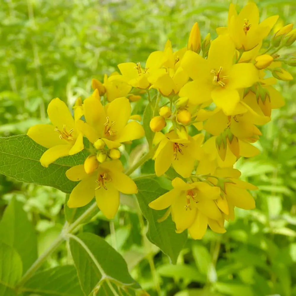 Lysimachia Vulgaris Aquatic Pond Plant - Yellow Loosestrife