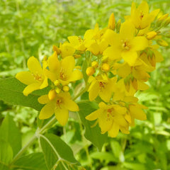 Lysimachia Vulgaris Aquatic Pond Plant - Yellow Loosestrife