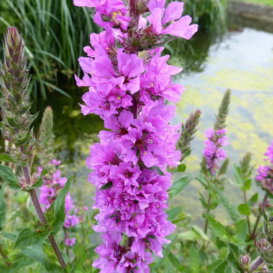 Lythrum Salicaria Aquatic Pond Plant - Purple Loosestrife