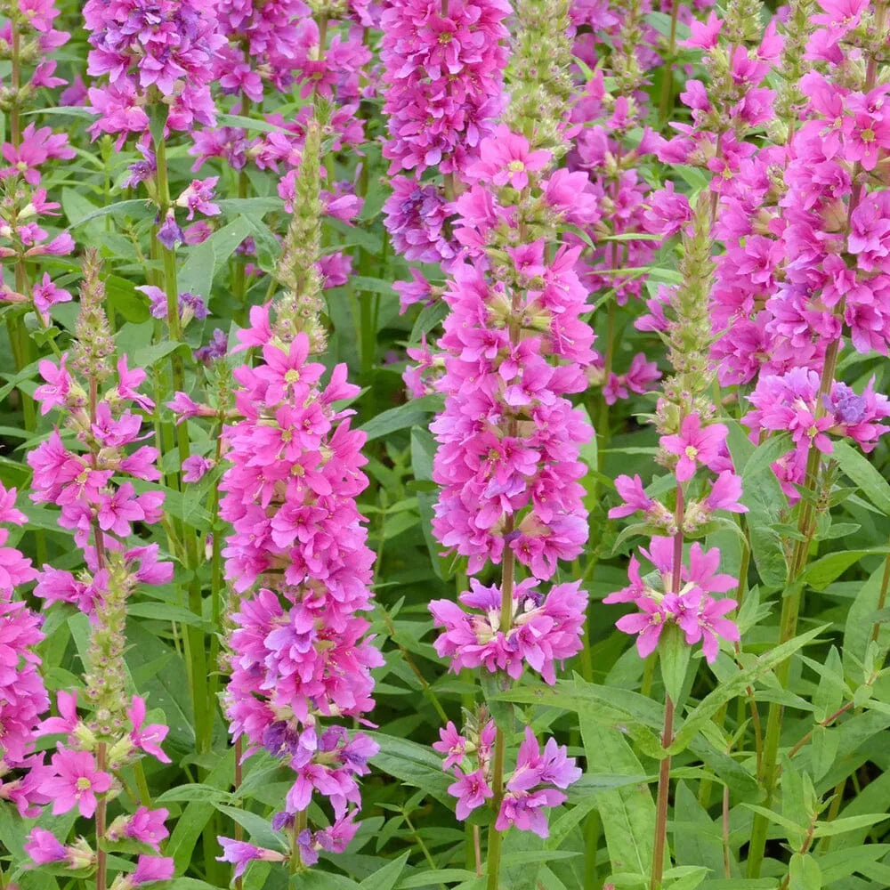 Lythrum Salicaria Robert Aquatic Pond Plant - Purple Loosestrife