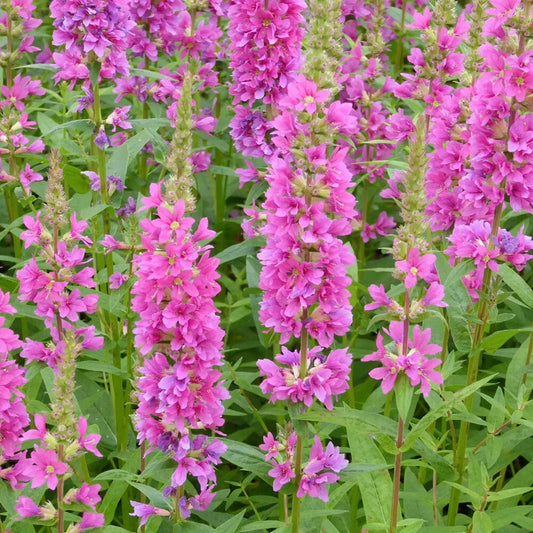 Lythrum Salicaria Robert Aquatic Pond Plant - Purple Loosestrife