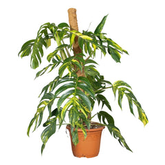110 - 130cm Epipremnum pinnatum Cintho Goldfinger on mosspole 27cm Pot House Plant
