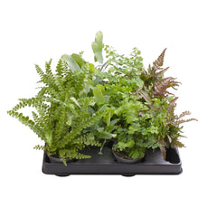 Baby Pteris Fern Mix (12 Plants/ 4 Varieties) 6cm Pot House Plants