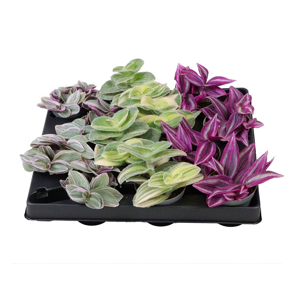 Baby Tradescantia Mix (12 Plants/ 4 Varieties) 6cm Pot House Plants