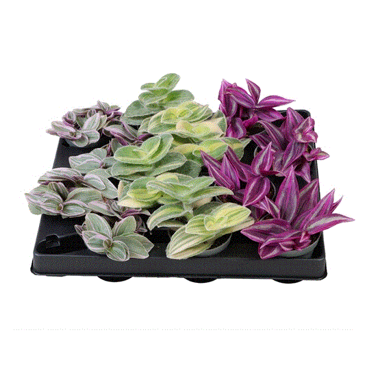 Baby Tradescantia Mix (12 Plants/ 4 Varieties) 6cm Pot House Plants