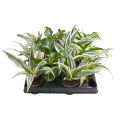 Baby Dracaena Mix (12 Plants/ 4 Varieties) 6cm Pot House Plants