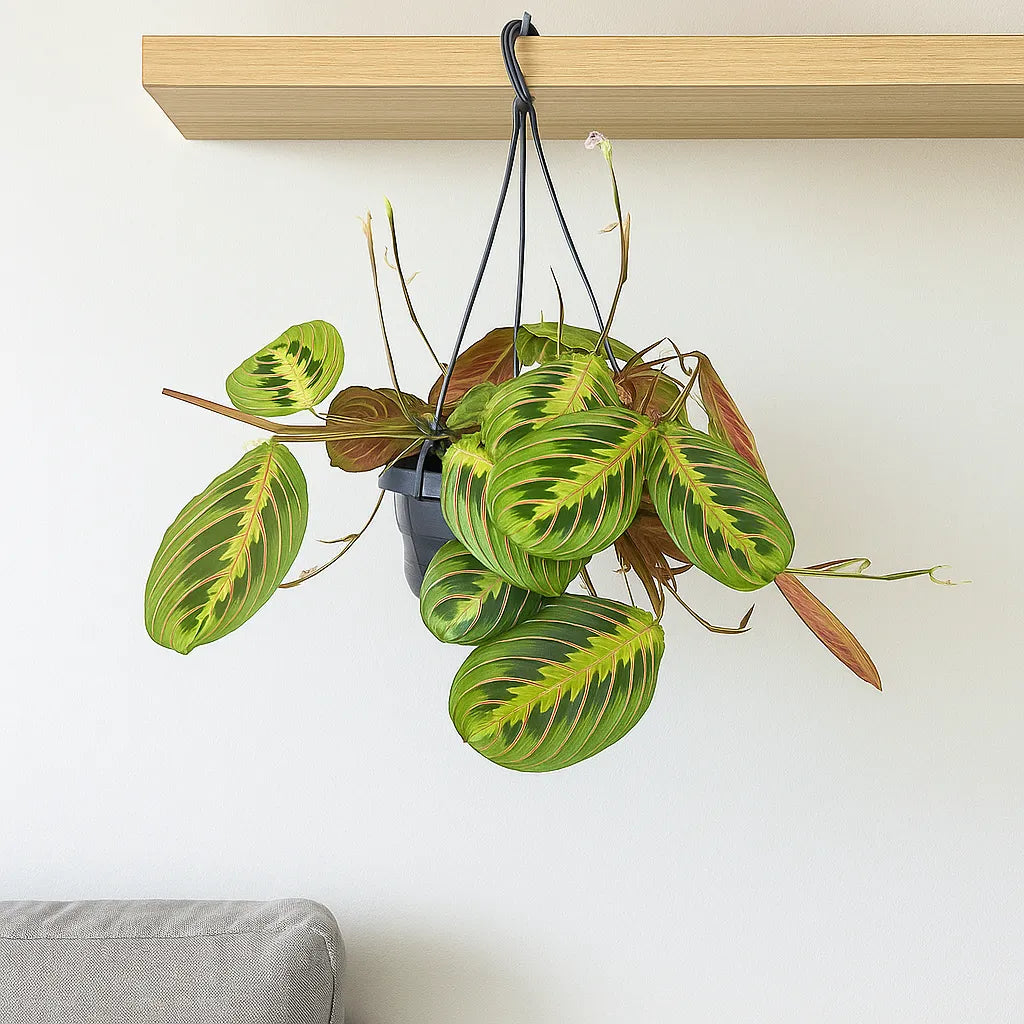 Maranta Fascinator House Plant