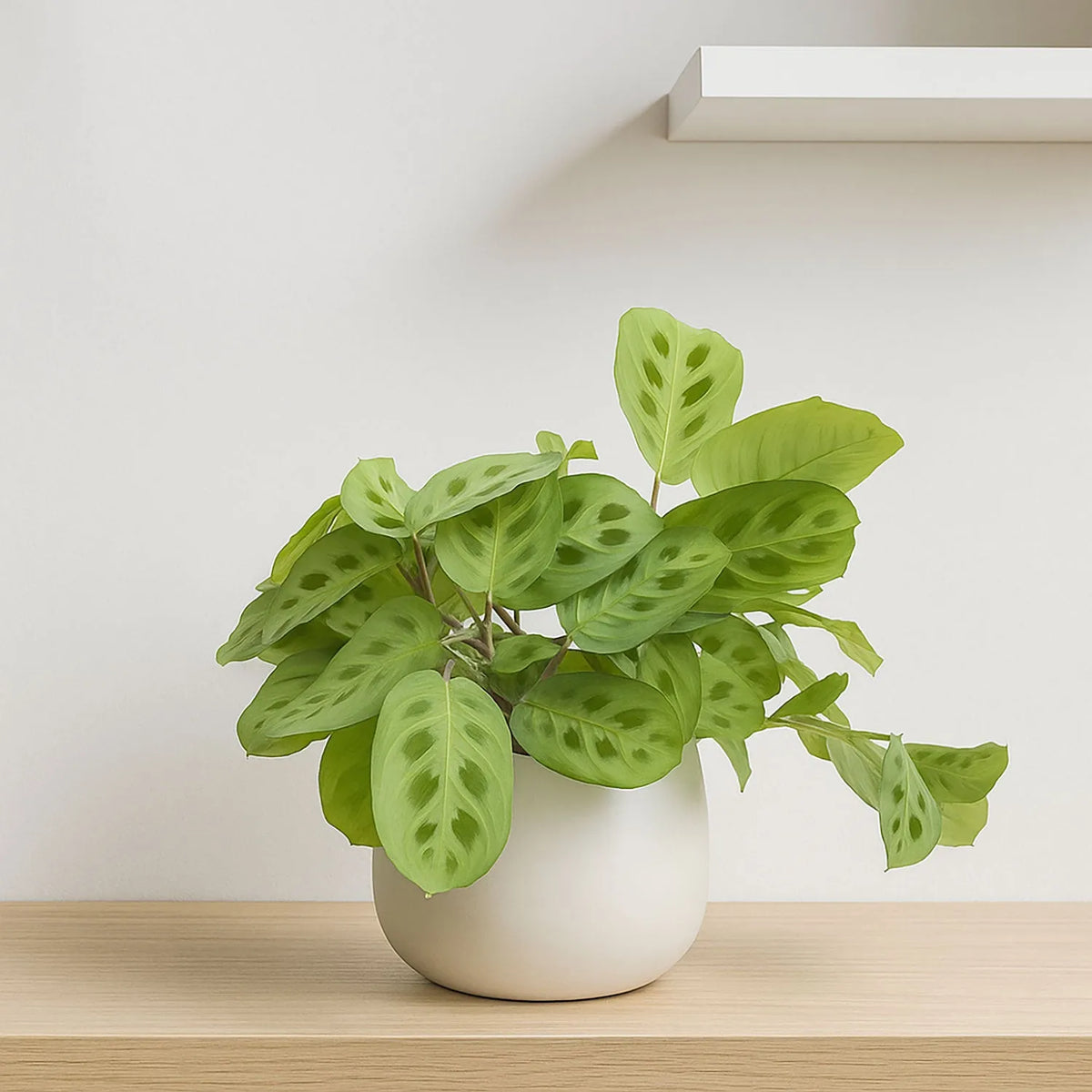 prayer plant kerchoveana 20