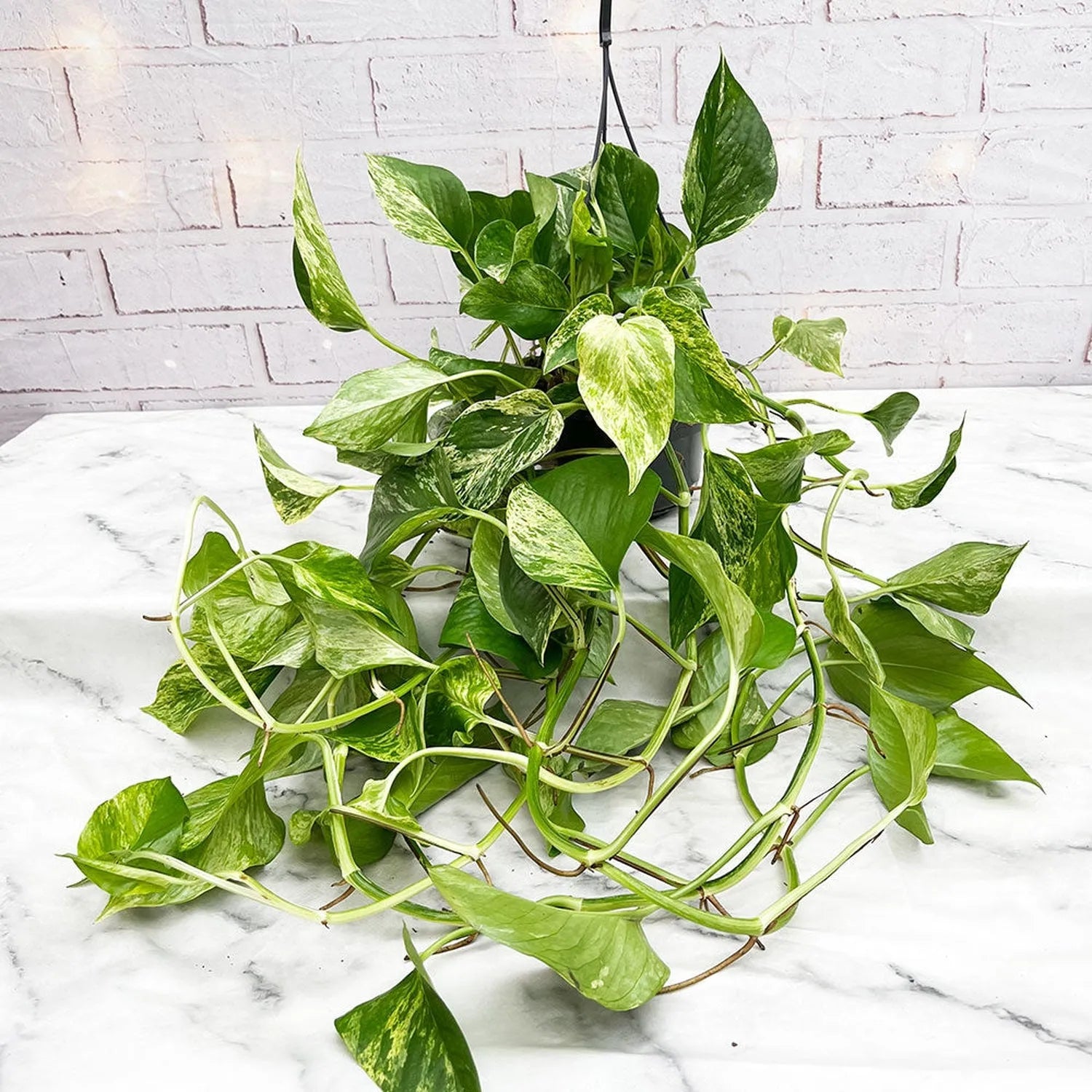 Marble Queen Pothos Epipremnum House Plant