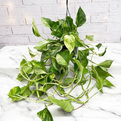 Marble Queen Pothos Epipremnum House Plant