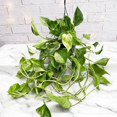 30 45cm marble queen pothos epipremnum in hanging 15cm pot Marble Queen Pothos Epipremnum House Plant – Plants For All Seasons