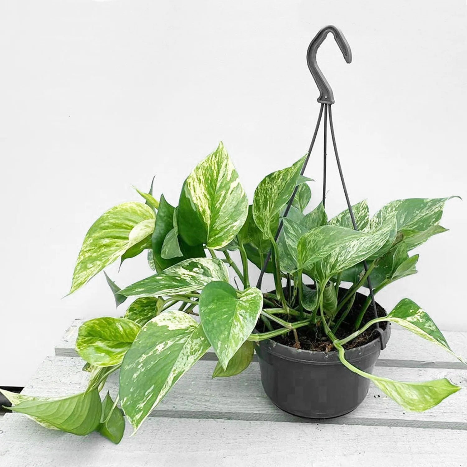 Marble Queen Pothos Epipremnum House Plant