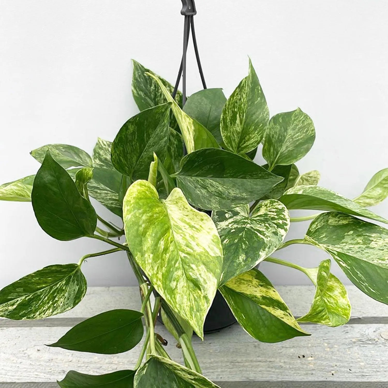 marble house plant Marble Queen Pothos Epipremnum House Plant – Plants For All Seasons