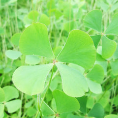Marsilea Quadrifolia Aquatic Pond Plant - Water Shamrock
