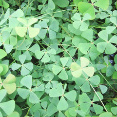 Marsilea Quadrifolia Aquatic Pond Plant - Water Shamrock