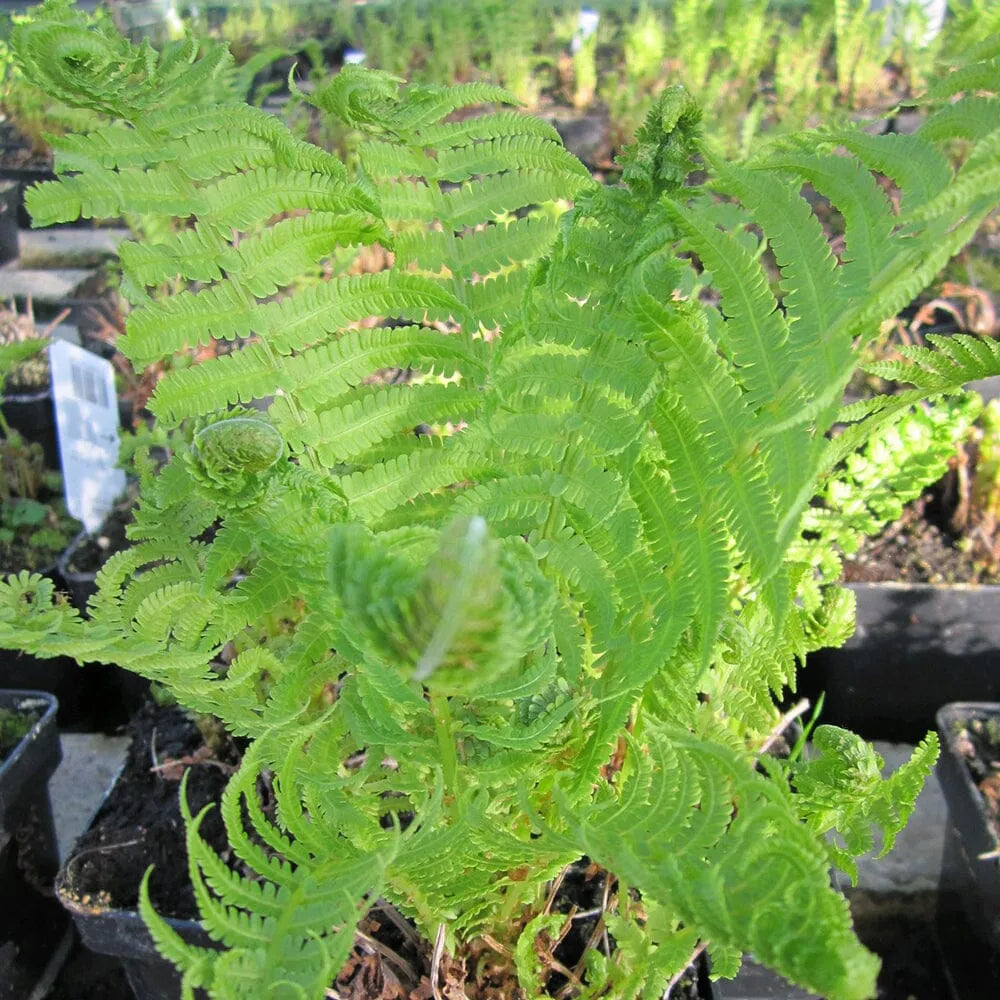 Matteuccia Struthiopteris Aquatic Pond Plant - Ostrich Fern
