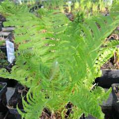 Matteuccia Struthiopteris Aquatic Pond Plant - Ostrich Fern