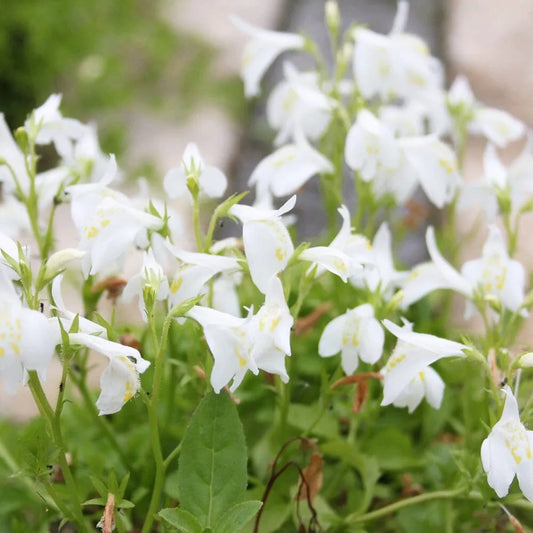 Mazus Reptans Alba Aquatic Pond Plant - White Chinese Marshflower