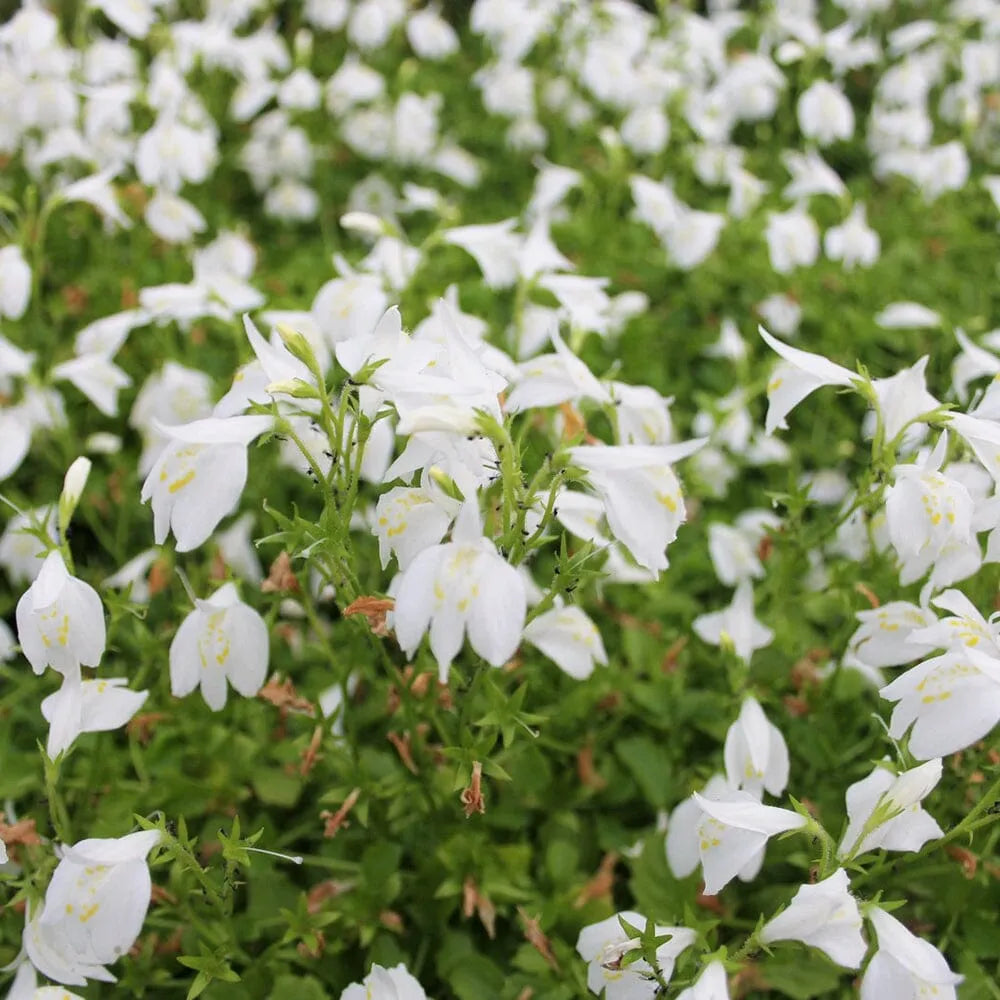 Mazus Reptans Alba Aquatic Pond Plant - White Chinese Marshflower