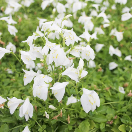 Mazus Reptans Alba Aquatic Pond Plant - White Chinese Marshflower
